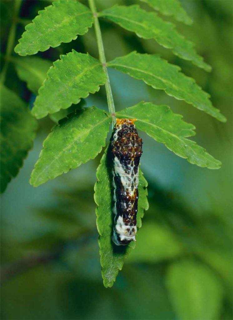 Asya swallowtail vePapilio xuthus